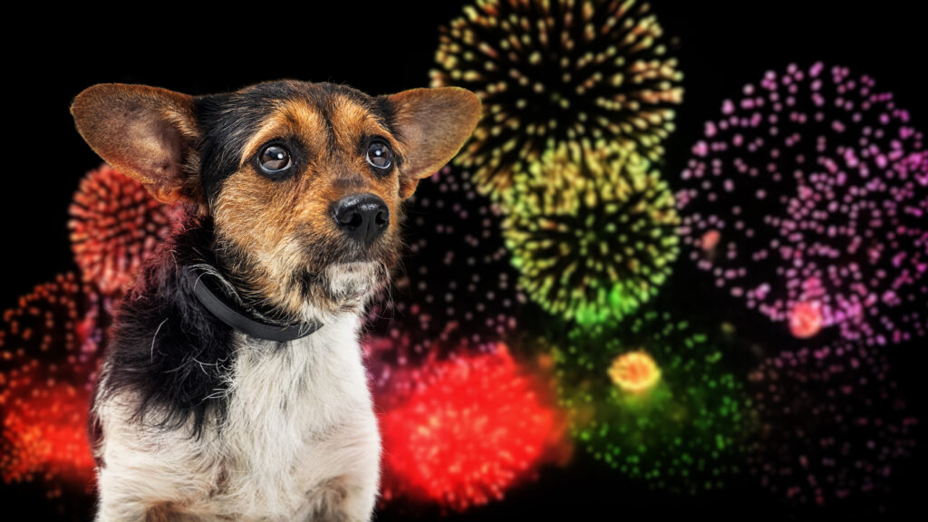 Imagem Ilustrando a Notícia: Fogos de artifício: por que cães e gatos têm medo?