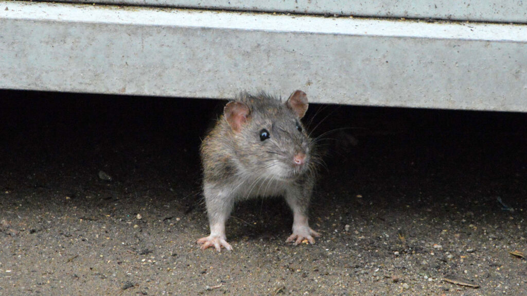 Imagem Ilustrando a Notícia: Prefeitura de Nova York abre vaga para ‘matador de ratos’ com salário anual de R$ 890 mil