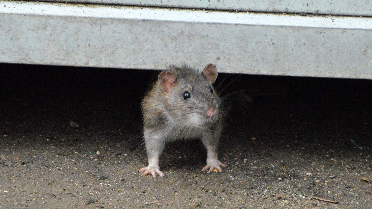 Nova York busca 'caça ratos' e paga R$ R$ 887 mil a profissional do  extermínio