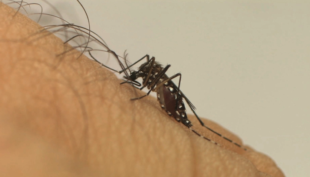 Imagem Ilustrando a Notícia: Prefeitura de Goiânia irá instalar armadilhas para mosquito Aedes aegypti