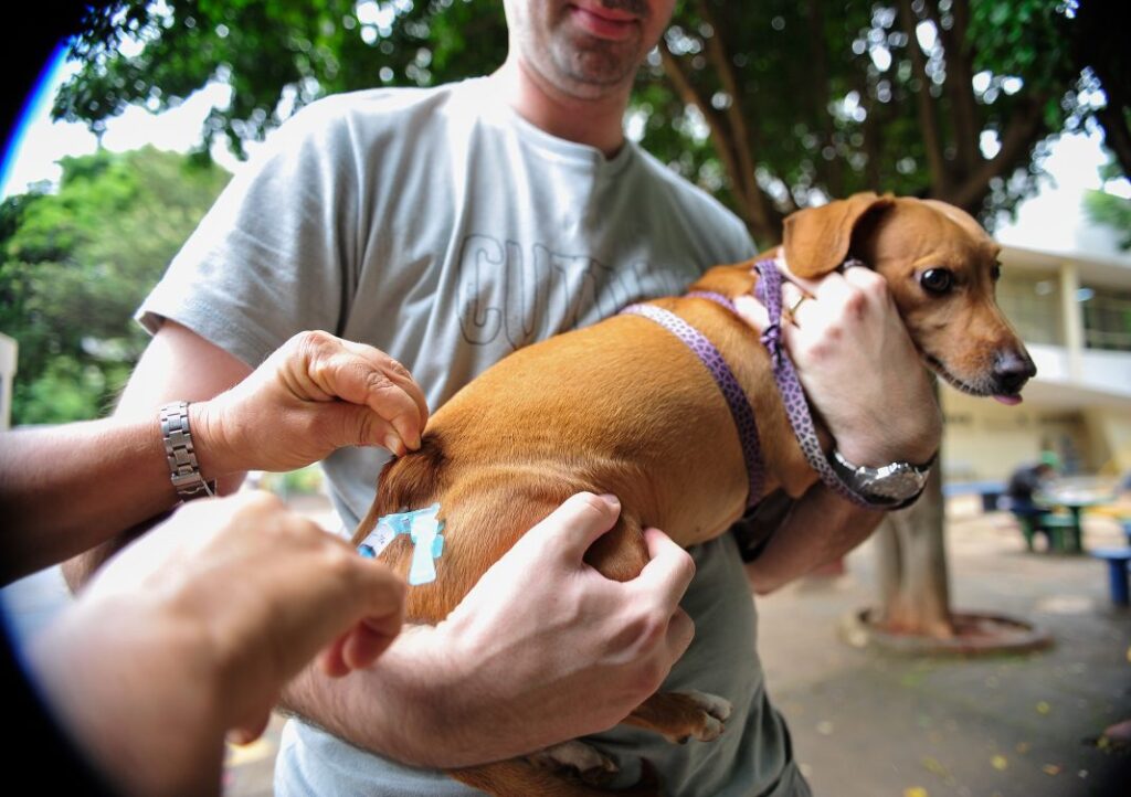 Imagem Ilustrando a Notícia: Conheça os três postos em Goiânia que fornecem vacina antirrábica gratuita para animais
