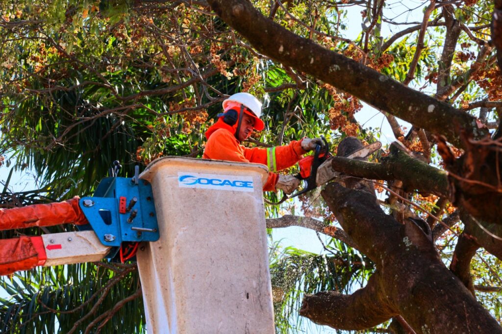 Imagem Ilustrando a Notícia: Prefeitura de Goiânia faz poda de árvores e remoção de galhos em 50 bairros