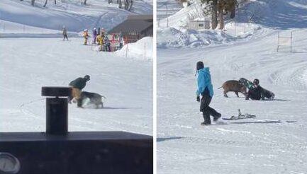 Imagem Ilustrando a Notícia: Javali invade pista de esqui e ataca praticantes de snowbord no Japão; vídeo