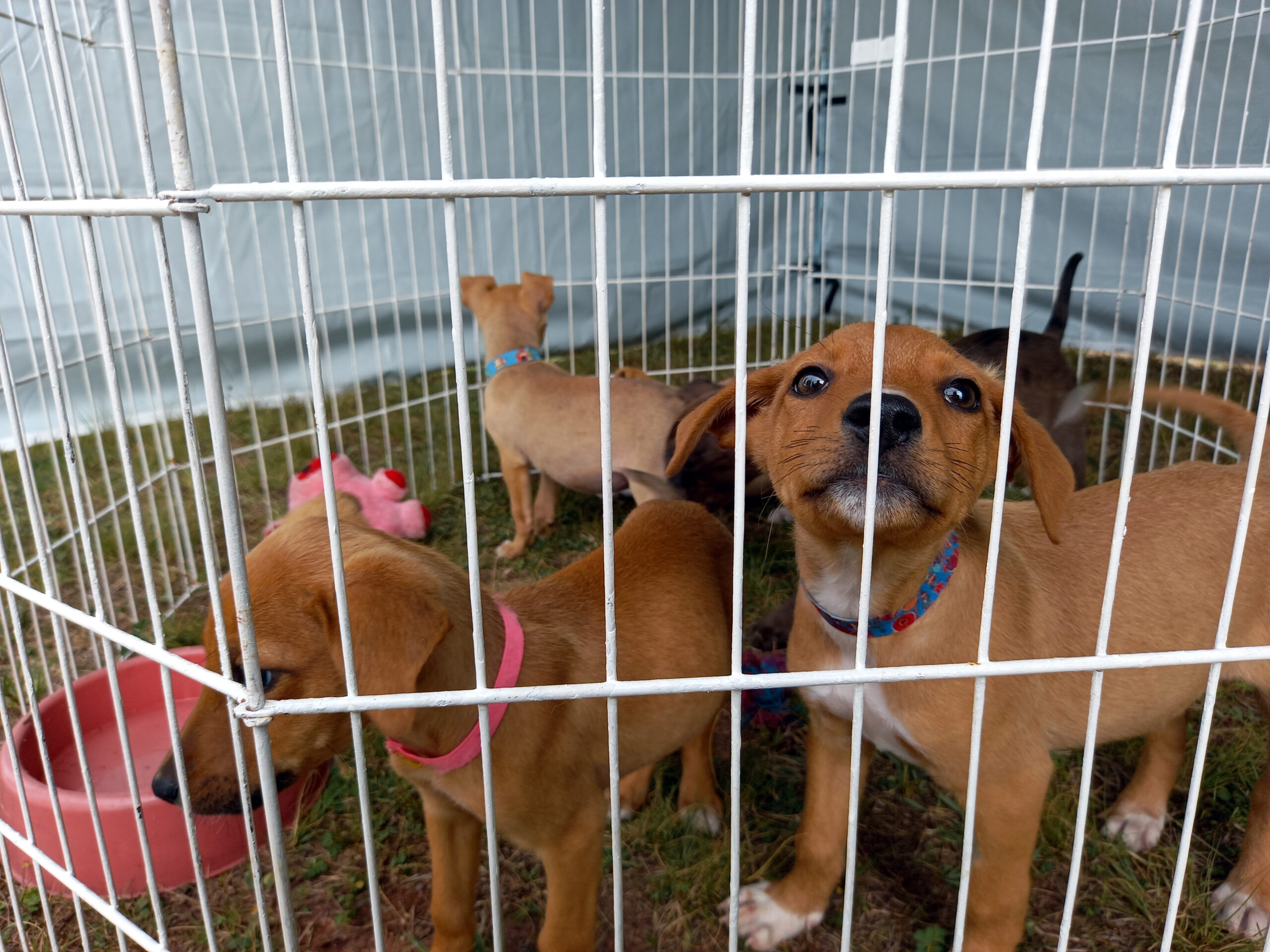 Imagem Ilustrando a Notícia: IPVA em Goiás pode ter desconto de 10% para quem adotar animais de canis; ativista alerta risco de oportunistas