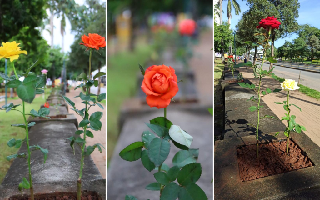 Imagem Ilustrando a Notícia: Mais de 300 mudas de roseiras são plantadas nas muretas do Parque Lago das Rosas