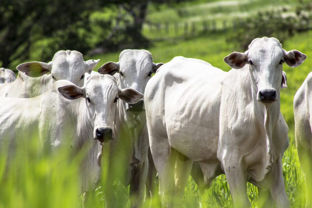 Imagem Ilustrando a Notícia: IBGE: Rebanho em Goiás cresce e quantidade de bovinos atinge maior número da série histórica