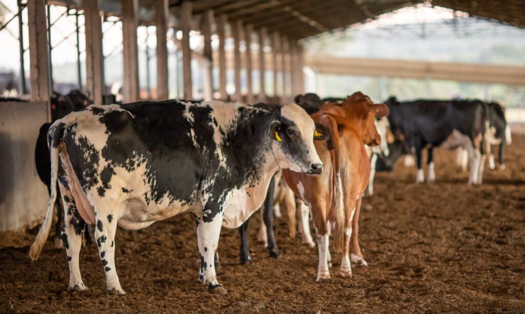 Imagem Ilustrando a Notícia: China suspende exportação de carne bovina brasileira após caso de vaca louca