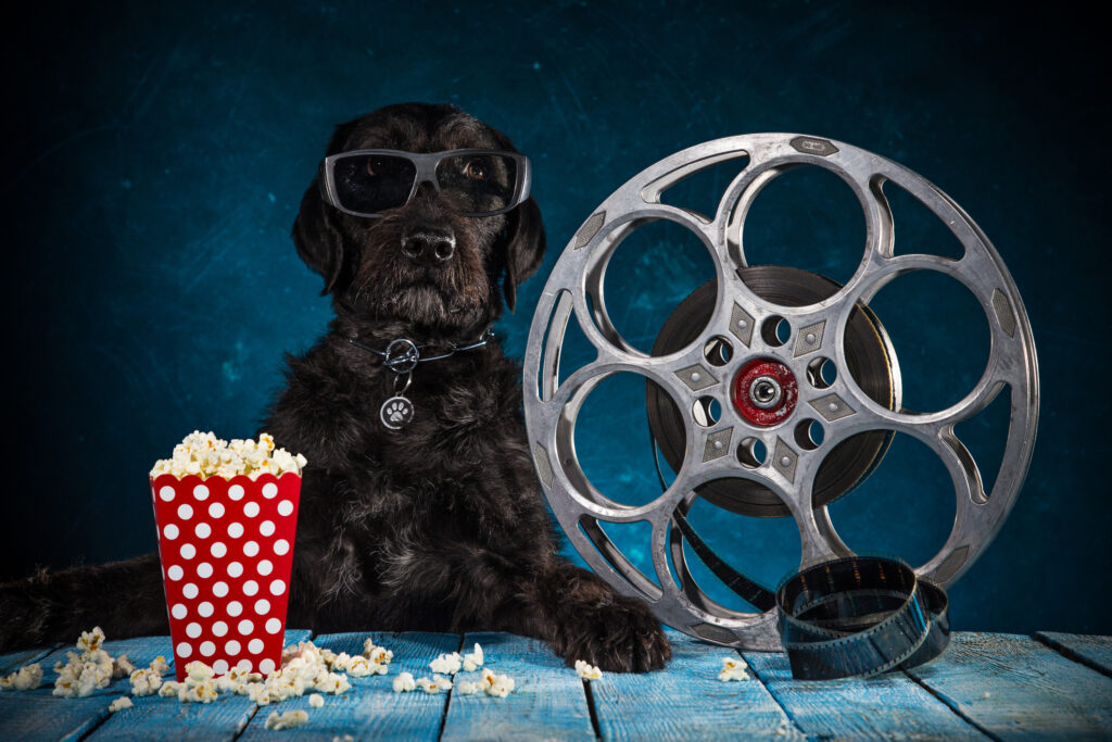 Imagem Ilustrando a Notícia: Conheça a raça dos cães mais famosos da TV e cinema