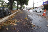 Imagem Ilustrando a Notícia: Câmara Municipal aprova projeto de lei que proibe plantio de jamelão nas vias da capital