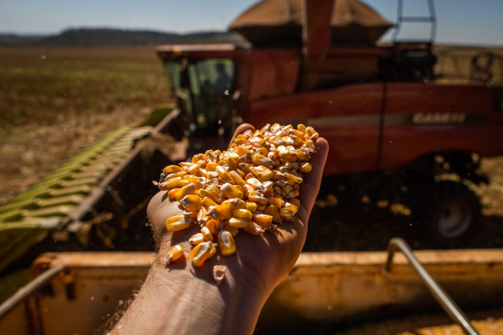 Imagem Ilustrando a Notícia: Exportações goianas de milho desbancam soja