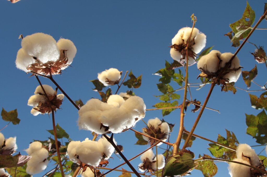 Imagem Ilustrando a Notícia: Cultivo de algodão em Goiás deve crescer 1,5%, diz SEAPA