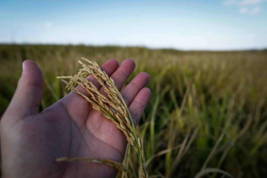 Imagem Ilustrando a Notícia: Agricultura estima alta do valor bruto de produção do arroz em Goiás