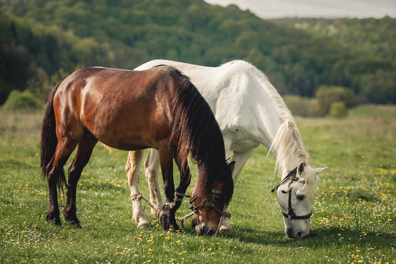 Imagem Ilustrando a Notícia: Saiba como previnir doenças respiratórias em equinos e preservar a saúde do animal