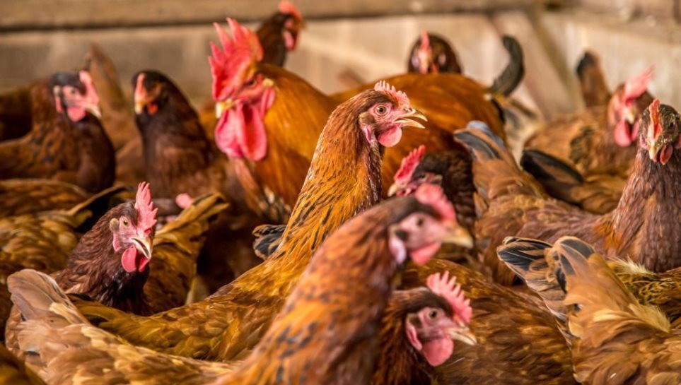 Imagem Ilustrando a Notícia: Agrodefesa reforça medidas sanitárias com objetivo de evitar gripe aviária em Goiás