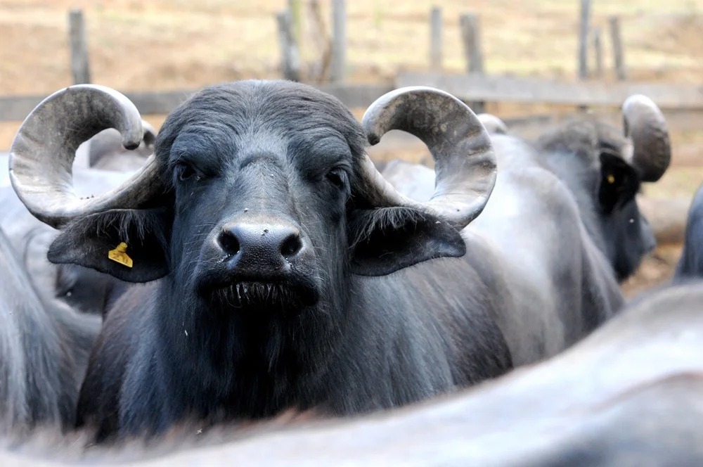Imagem Ilustrando a Notícia: Justiça permite que governo de Goiás doe búfalos soltos em território Kalunga