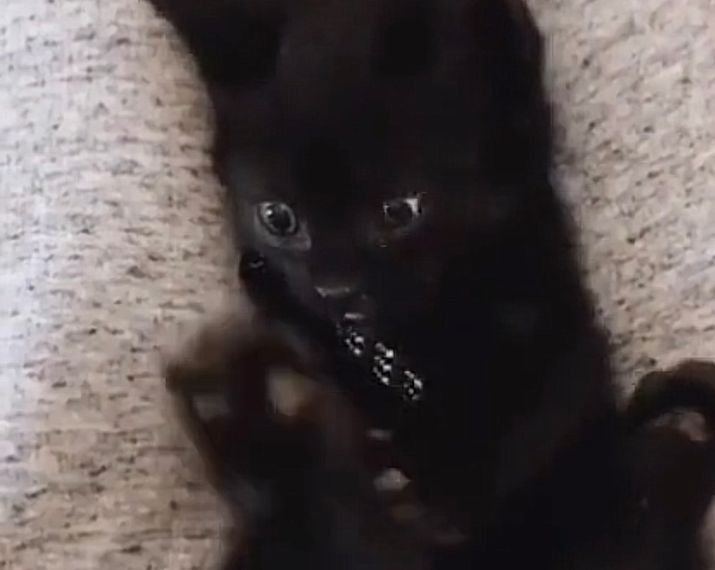 Imagem Ilustrando a Notícia: Vídeo de gato descobrindo que tem quatro patas emociona internautas