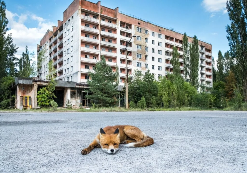 Imagem Ilustrando a Notícia: Conheça 5 fatos sobre os animais de Chernobyl