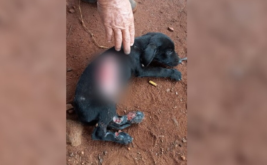 Imagem Ilustrando a Notícia: Polícia Civil investiga morte de oito cachorros, em Paraúna