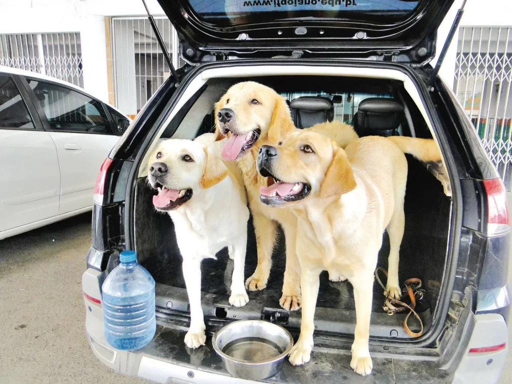Imagem Ilustrando a Notícia: IF Goiano oferece adoção de cães-guias para PCD’s