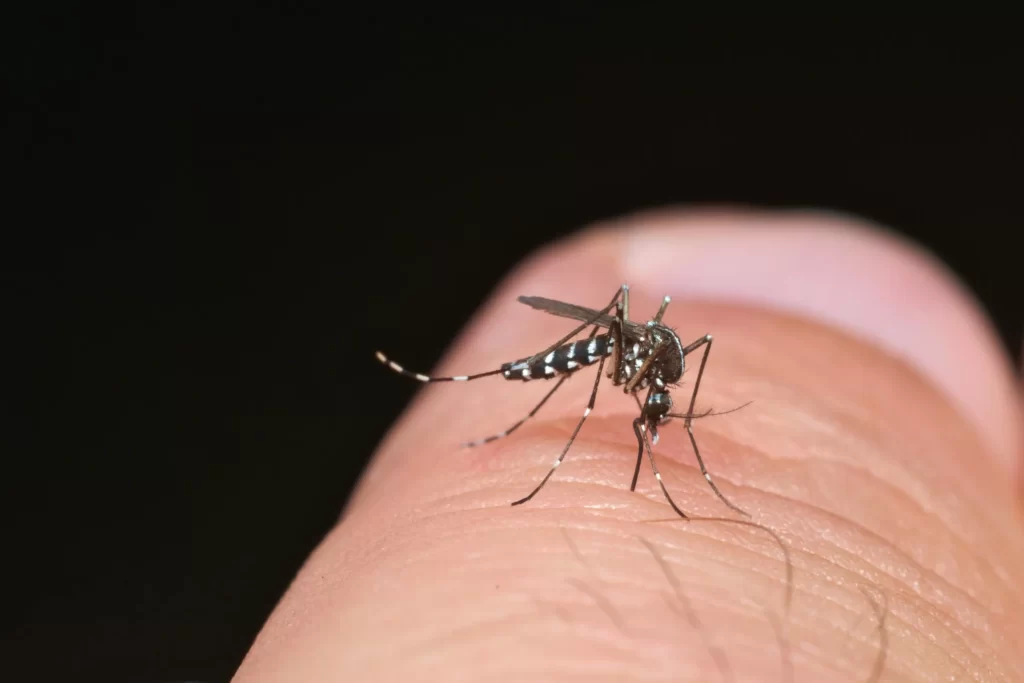 Imagem Ilustrando a Notícia: Goiás registra queda de 97% nos casos de dengue