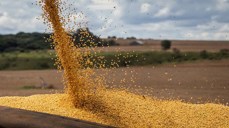 Imagem Ilustrando a Notícia: Cultivo de milho deve crescer quase 30% na Safra 2022/2023
