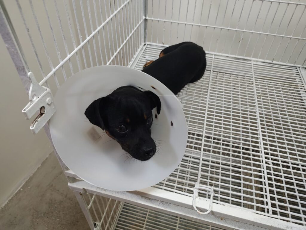 Imagem Ilustrando a Notícia: UPAVet inicia primeiras cirurgias de castração em cães e gatos de forma gratuita nesta semana