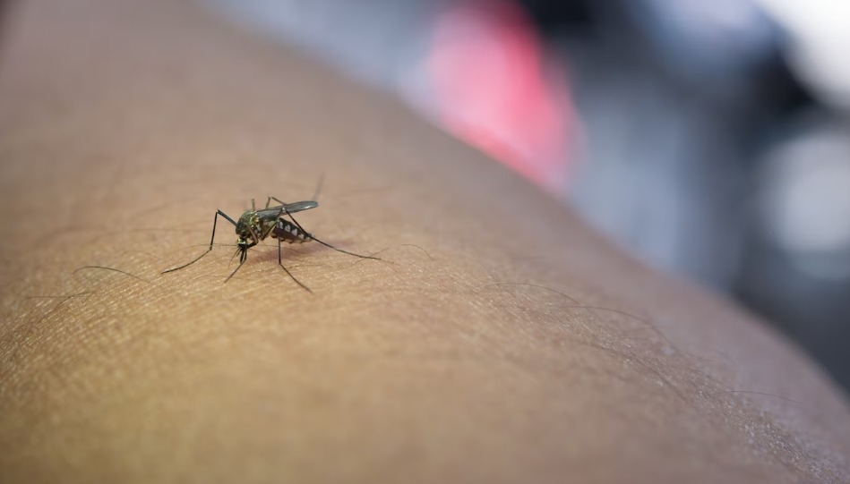Imagem Ilustrando a Notícia: Governo de Goiás alerta para casos de malária no Estado