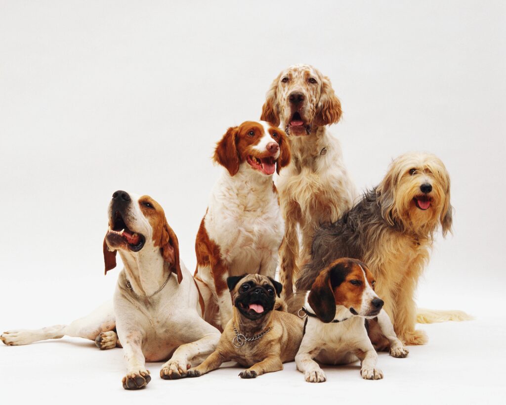 Imagem Ilustrando a Notícia: As melhores raças de cachorro para quem mora em apartamento!