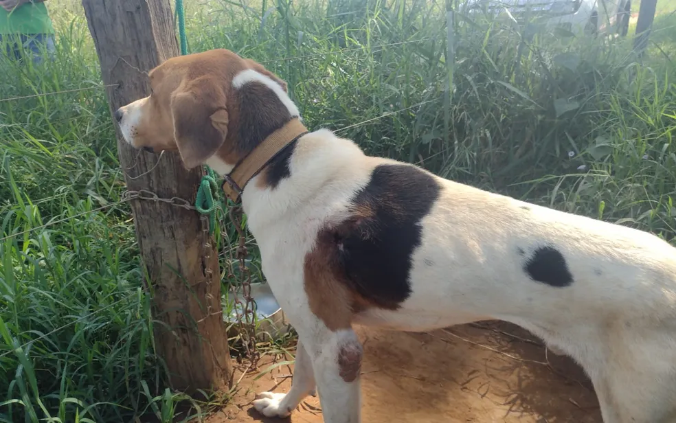 Imagem Ilustrando a Notícia: Homem é preso suspeito de manter cachorro amarrado no sol e com ferimentos, em Aragoiânia