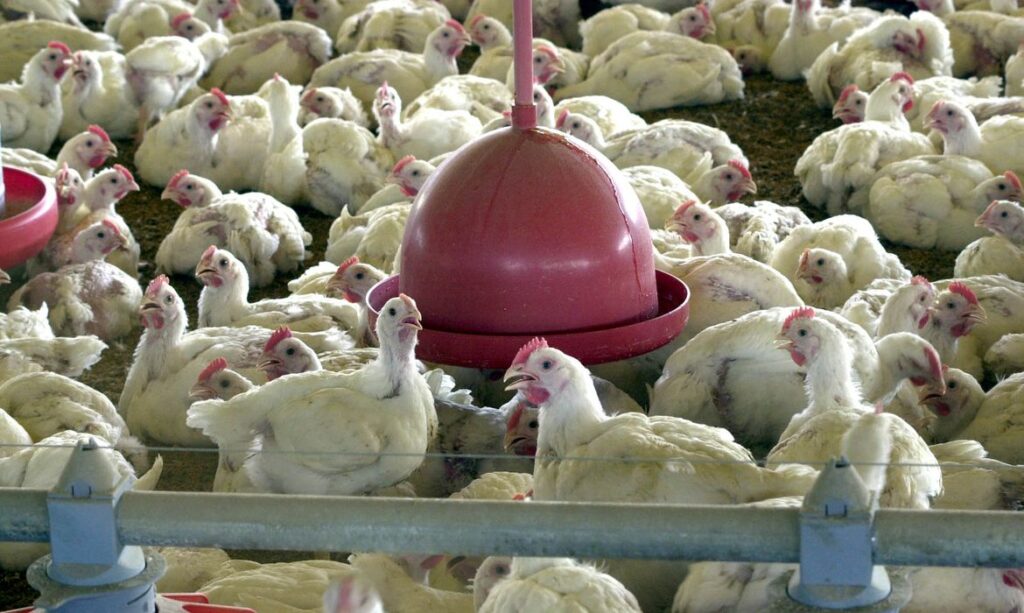 Imagem Ilustrando a Notícia: OMS confirma primeira morte por gripe aviária no mundo
