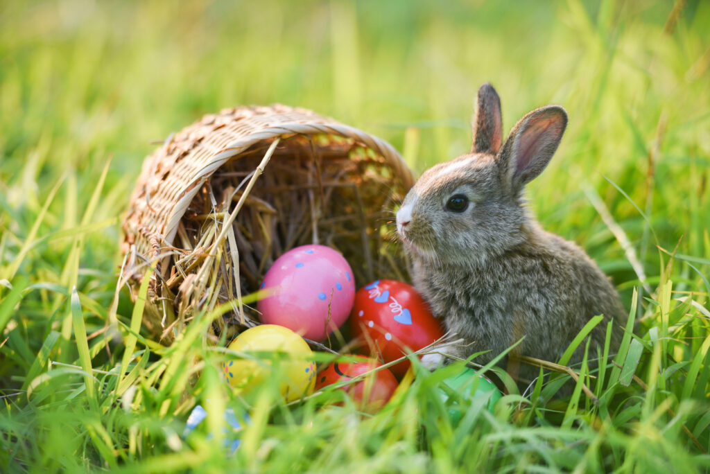 Imagem Ilustrando a Notícia: Por que o coelho é símbolo da Páscoa?