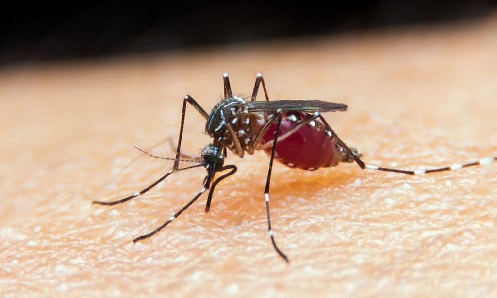 Imagem Ilustrando a Notícia: Ministério da Saúde lança campanha contra malária