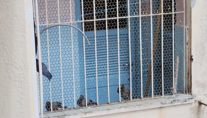 Imagem Ilustrando a Notícia: Idosa cria mais de 30 pombos em apartamento e é internada com infecção