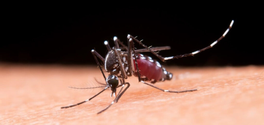 Imagem Ilustrando a Notícia: Cresce em 180% o número de internações por dengue