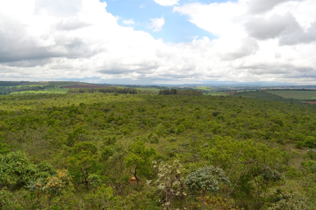 Imagem Ilustrando a Notícia: Floresta nacional de Silvânia proporciona imersão no bioma goiano