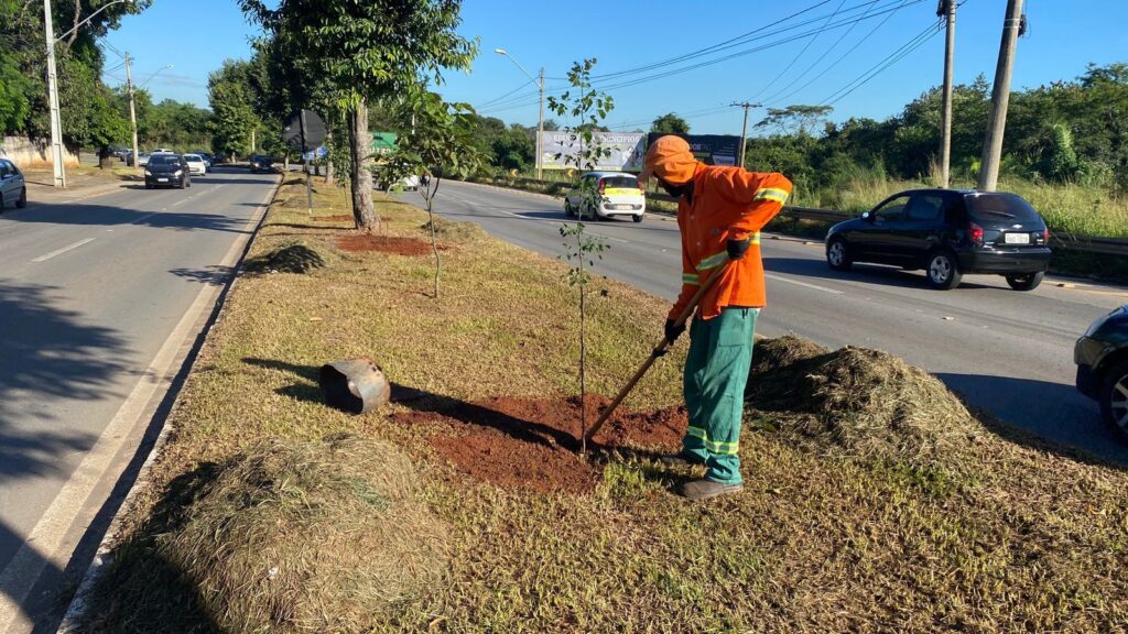 Imagem Ilustrando a Notícia: 200 mudas de árvores floríferas vão substituir jamelões na Vila Pedroso