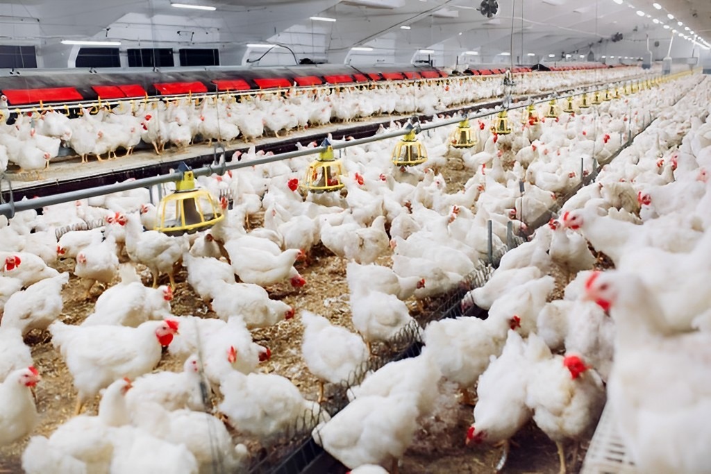 Imagem Ilustrando a Notícia: Casos de gripe aviária no Brasil mantém alerta sobre Goiás