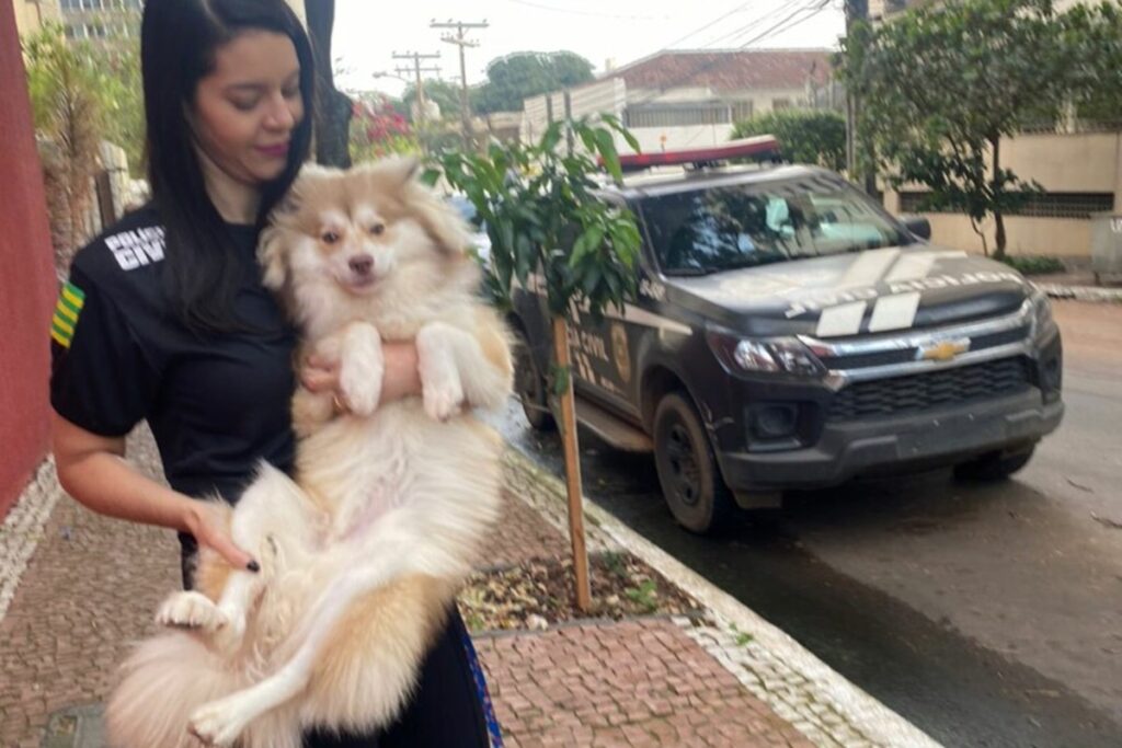 Imagem Ilustrando a Notícia: Polícia resgata cão maltratado pelo tutor, em Goiânia