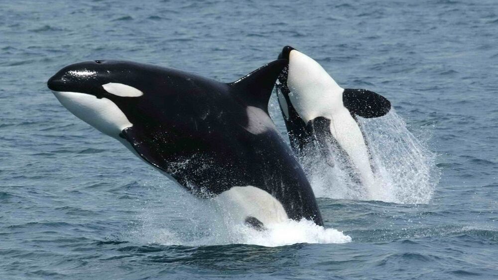 Imagem Ilustrando a Notícia: ‘Baleias assassinas’ afundam barcos no Mar Mediterrâneo por motivo incomum