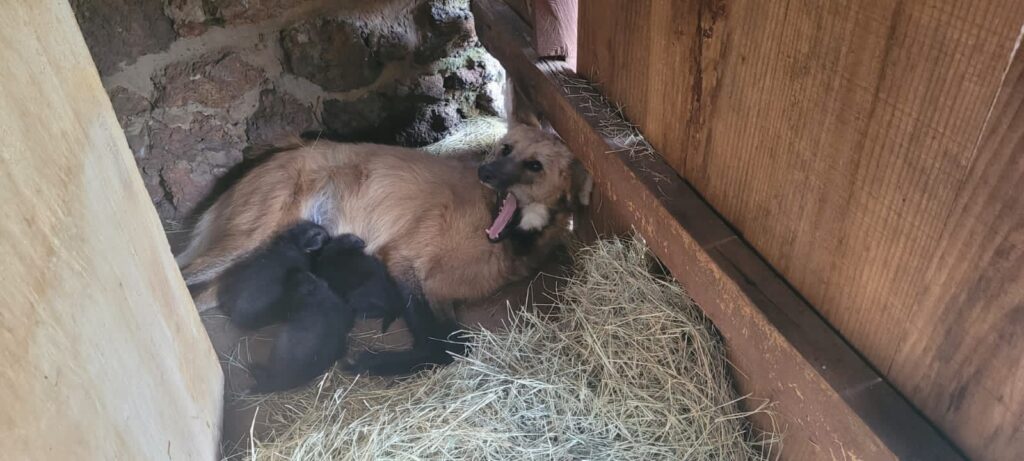 Imagem Ilustrando a Notícia: Filhotes de lobo-guará nascem no Zoológico de Goiânia