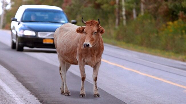 Imagem Ilustrando a Notícia: Governo de Goiás sanciona lei que obriga motorista a prestar socorro a animal atropelado