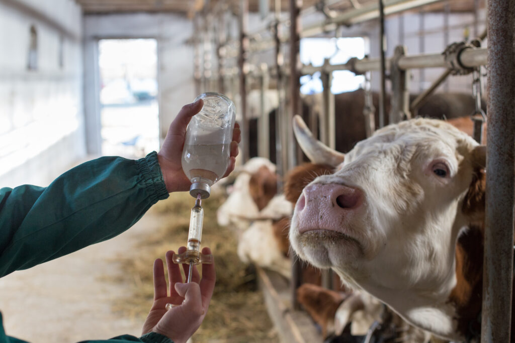 Imagem Ilustrando a Notícia: Sucesso em imunização de bovinos está ligado ao manejo correto de vacinação, diz especialista