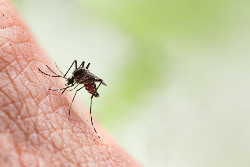 Imagem Ilustrando a Notícia: Cai para 77% o número de casos confirmados de dengue em Goiás