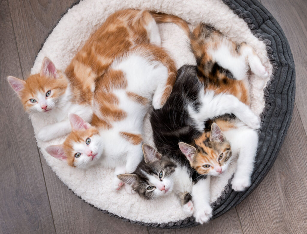 Imagem Ilustrando a Notícia: Veterinária revela as 3 raças de gato com mais problemas de saúde