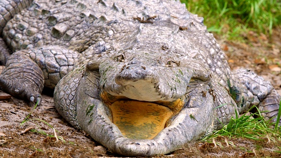Imagem Ilustrando a Notícia: Salvando o crocodilo-do-orinoco, o maior predador dos rios da América do Sul