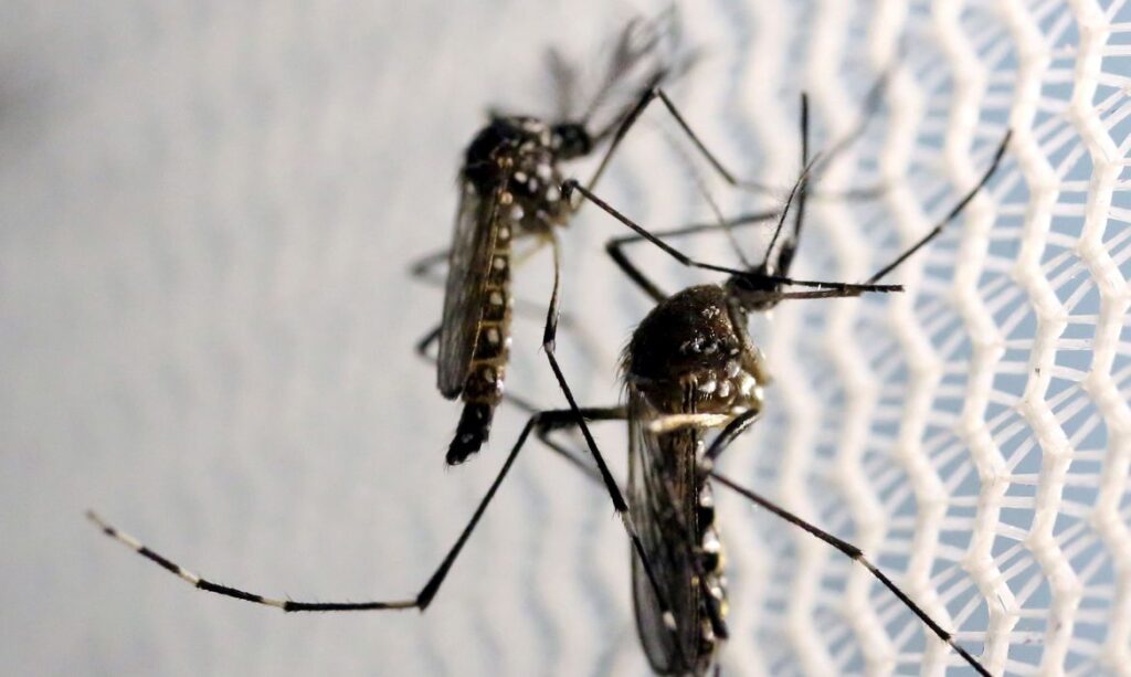 Imagem Ilustrando a Notícia: Mais de 80 cidades de Goiás estão em estado de emergência devido a proliferação da dengue