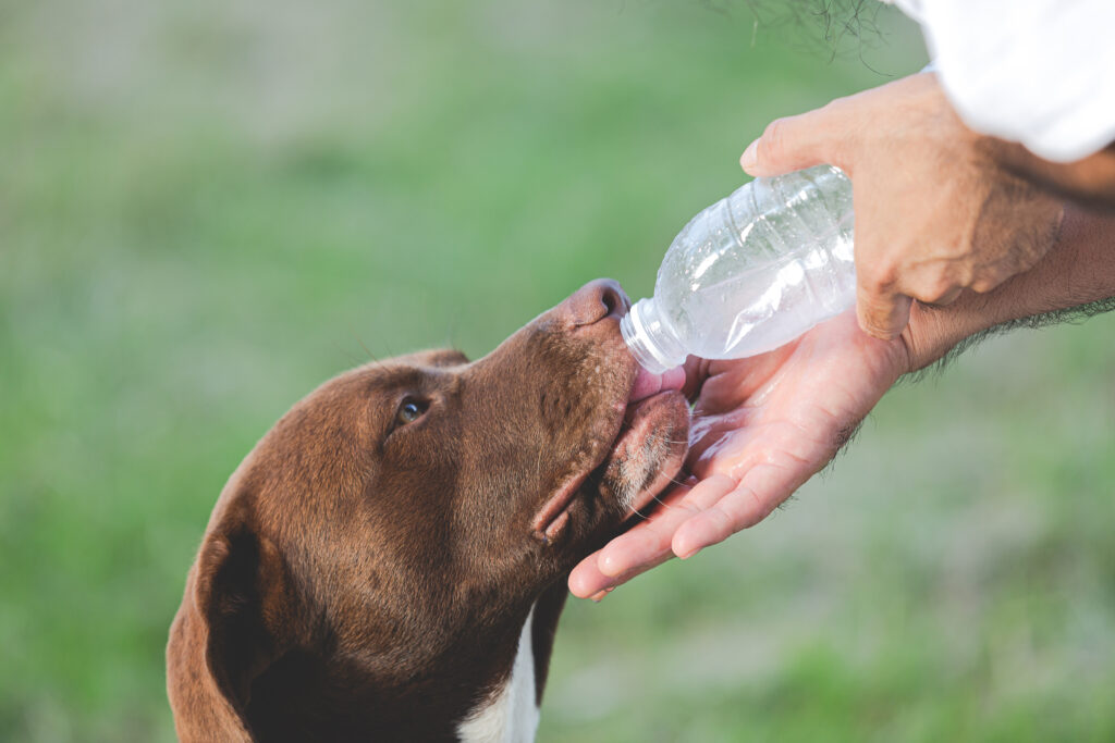 Imagem Ilustrando a Notícia: Água de torneira pode ser prejudicial ao seu pet, entenda