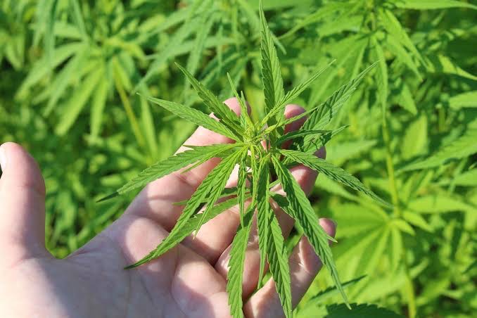 Imagem Ilustrando a Notícia: Ministro do STJ permite plantio de cannabis para tratamento terapêutico