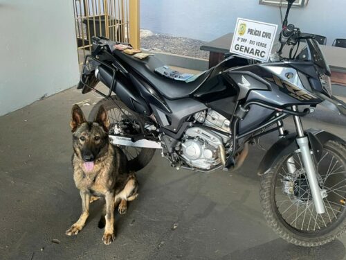 Imagem Ilustrando a Notícia: Polícia Civil encontra drogas com ajuda de cão farejador, em Rio Verde