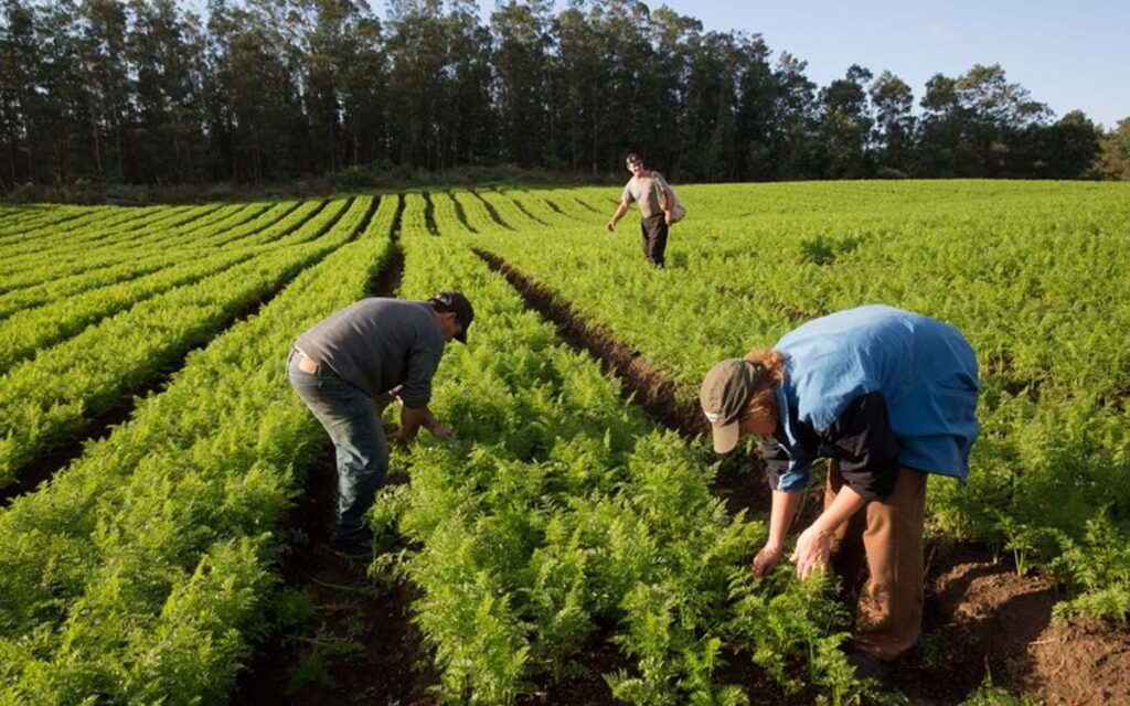 Imagem Ilustrando a Notícia: Governo anuncia que Plano Safra voltado para agricultura familiar será de R$ 77,7 bilhões